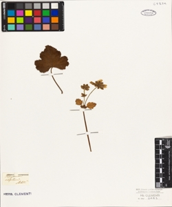 Pelargonium vitifolium Aiton.