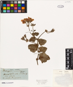 Pelargonium pavoninum Sweet.