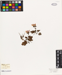 Pelargonium incrassatum Hort.