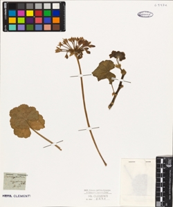 Pelargonium inquinans Aiton
