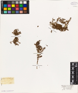 Erodium maritimum Smith