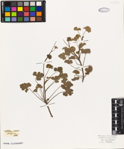 Pelargonium fragrans Willd.