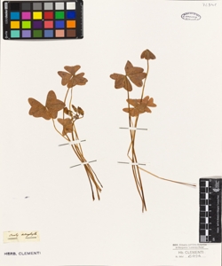 Oxalis tetraphylla