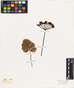 Pelargonium ardens Sweet.