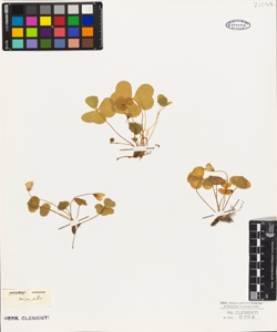 Oxalis acetosella