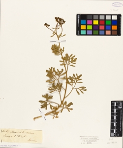 Ruta divaricata Ten.