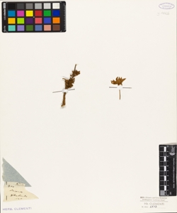 Boronia floribunda Sieb.