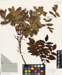 Pistacia terebinthus