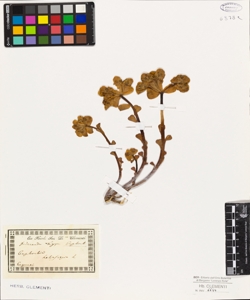 Euphorbia helioscopia L.