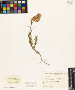Polygala major L.