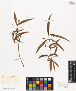 Euonymus angustifolius