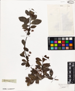 Celastrus pyracanthus