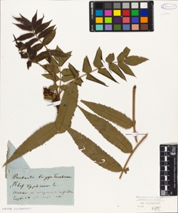 Rhus typhina L.