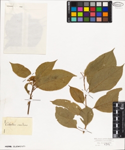 Celastrus scandens