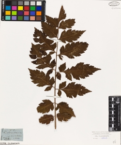 Koelreuteria paniculata