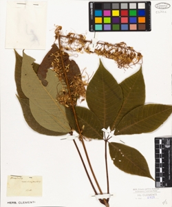 Aesculus macrostachys