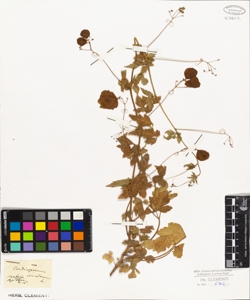 Cardiospermum corindum L.