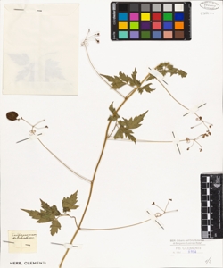 Cardiospermum halicacabum