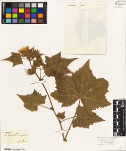 Kitaibelia vitifolia