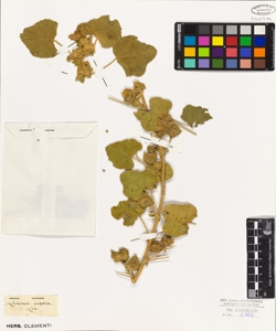 Lavatera cretica Linn.