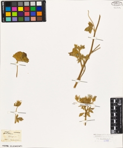 Althaea hirsuta