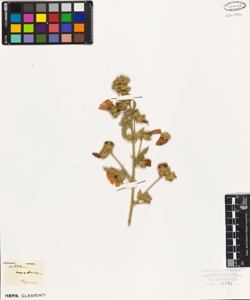Althaea narbonensis