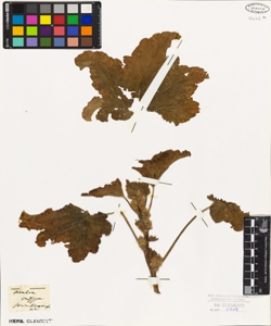 Malva crispa