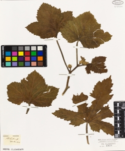 Hibiscus esculentus
