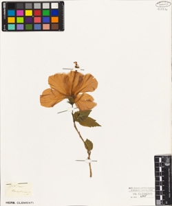 Hibiscus rosa-sinensis