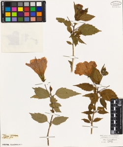 Hibiscus rosa-sinensis