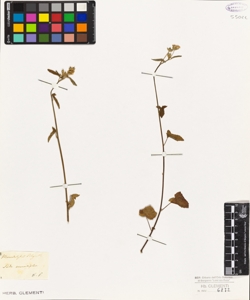 Sida crenatiflora