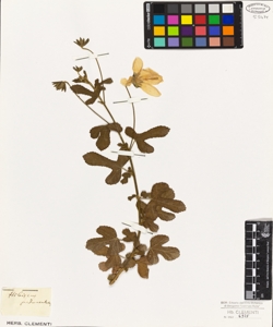 Hibiscus pedunculatus