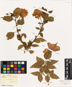 Hibiscus rosa-sinensis