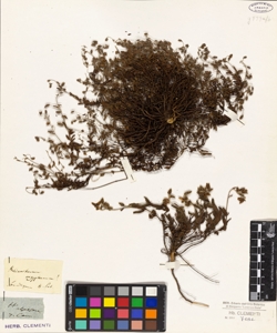 Helianthemum aegyptiacum!