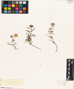 Helianthemum rhodanthum