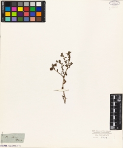 Helianthemum savii Bert.