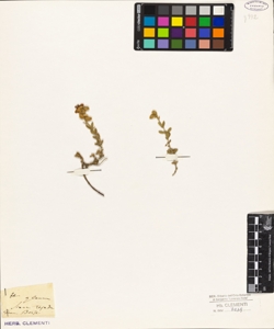 Helianthemum glaucum