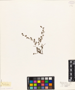 Frankenia pulverulenta