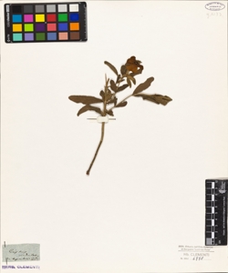 Cistus undulatus