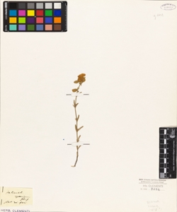 Helianthemum apenninum Pers.