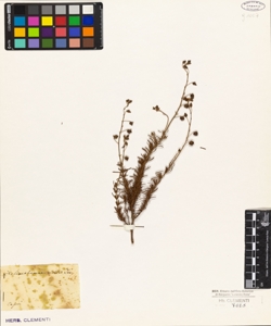 Helianthemum viride Ten.