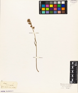 Helianthemum orientale