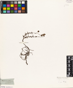 Helianthemum ciliatum