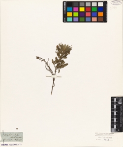 Helianthemum halimifolium