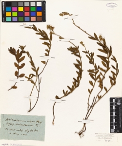 Helianthemum vulgare Pers.