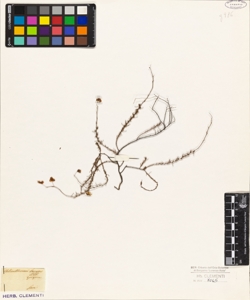 Helianthemum laevipes Wild.?