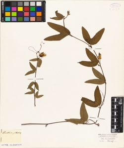 Passiflora pubescens