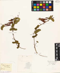 Passiflora tomentosa?