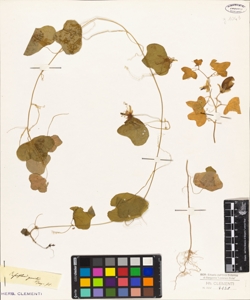 Passiflora gracilis Jacq.