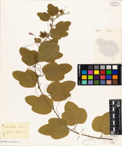 Passiflora holosericea